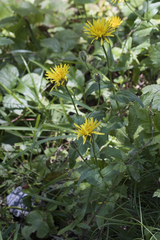 Crepis pyrenaica