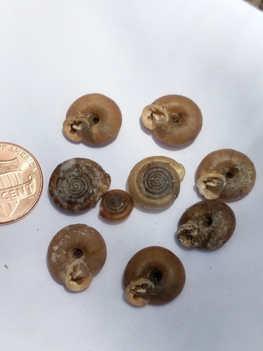 Huachuca Woodland Snail