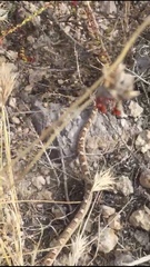 Trimorphodon lyrophanes