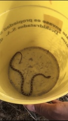 Trimorphodon lyrophanes