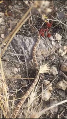 Trimorphodon lyrophanes