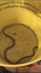 Trimorphodon lyrophanes