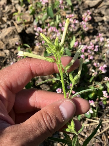 Image of Nicotiana attenuata by no rights reserved