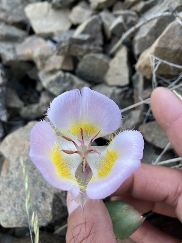 Image of Calochortus persistens by no rights reserved
