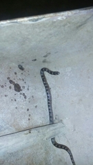 Gyalopion quadrangulare