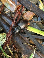 Mecodema spiniferum