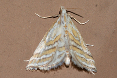 Leptosteges parthenialis