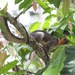 Ratufa affinis baramensis - Photo (c) Robert Gowan, alguns direitos reservados (CC BY-NC), uploaded by Robert Gowan