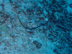 Syngnathinae