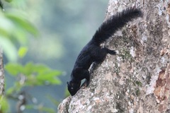 Callosciurus prevostii