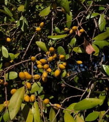 Diospyros humilis