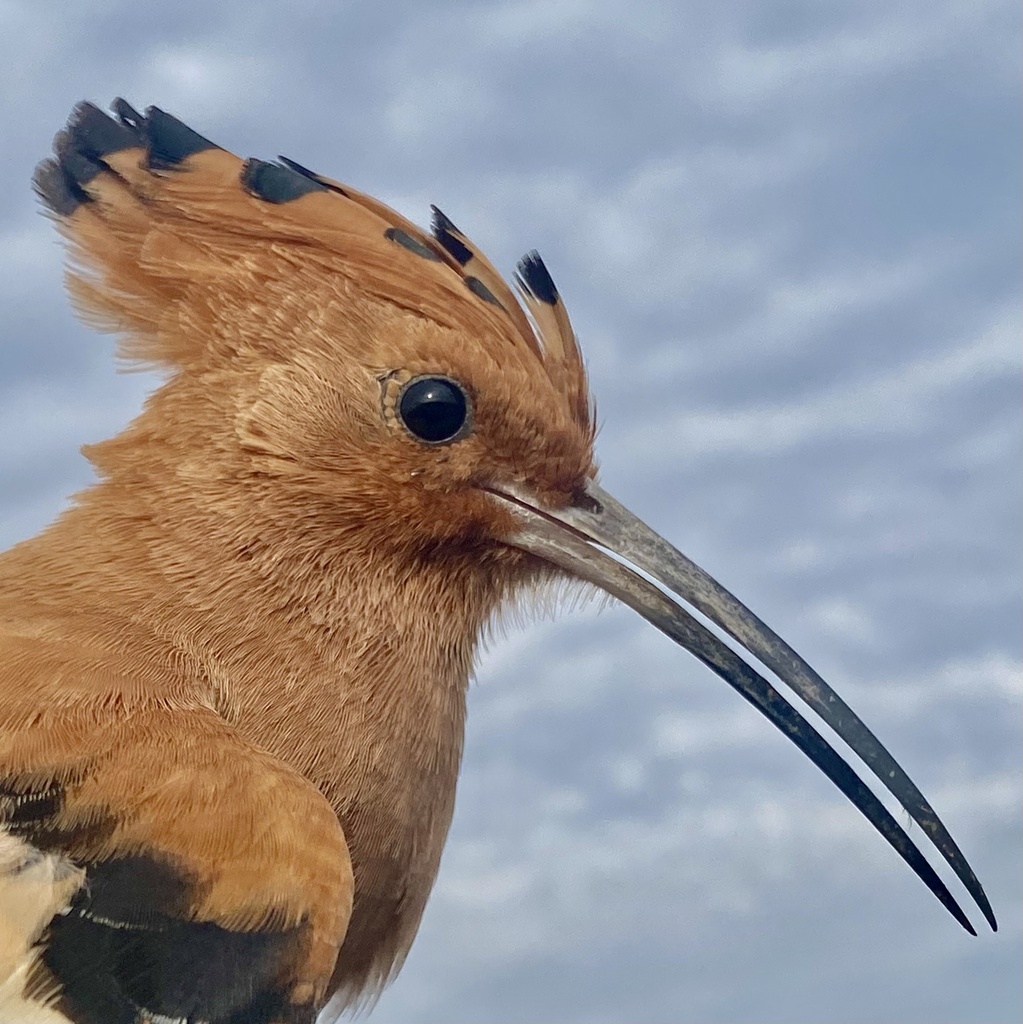 Hoopoes