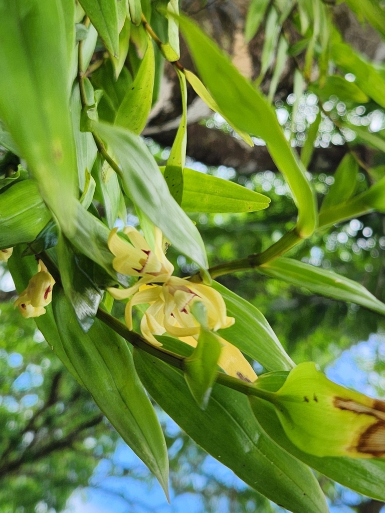 Dendrobium sladei J.J.Wood & P.J.Cribb 2