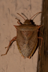 Euschistus ictericus