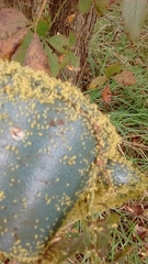 Myzus persicae