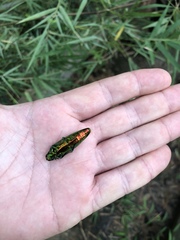Chrysochroa baudoni