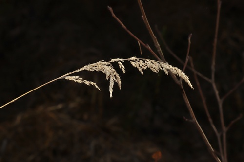 Image of Calamagrostis canadensis by (c) Dustin Snider, some rights reserved (CC BY)
