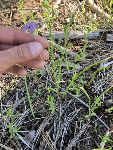 Image of Dichelostemma multiflorum by no rights reserved
