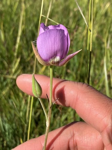 Image of Calochortus longebarbatus by no rights reserved