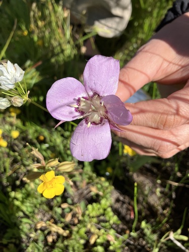 Image of Calochortus longebarbatus by no rights reserved