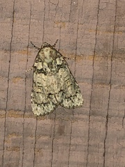Acronicta increta
