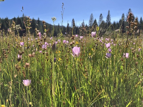 Image of Calochortus longebarbatus by no rights reserved