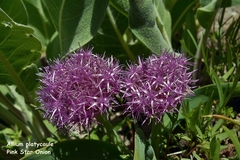 Allium platycaule