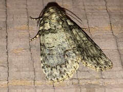 Acronicta increta
