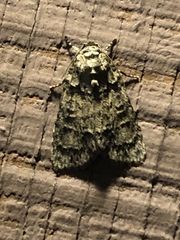 Acronicta increta