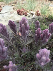 Castilleja schizotricha