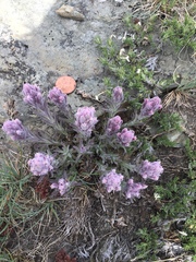Castilleja schizotricha
