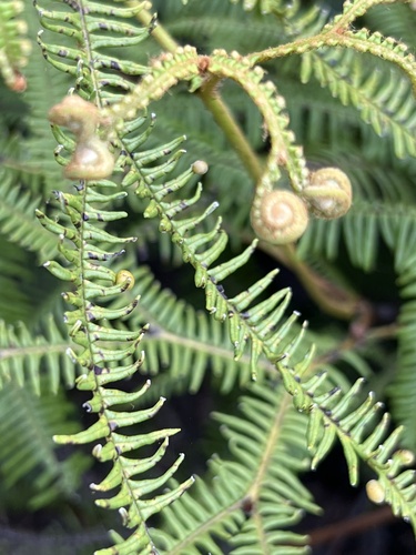 Sticherus flagellaris (Sticherus flagellaris)