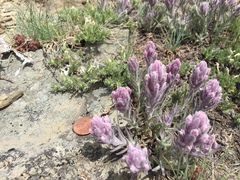 Castilleja schizotricha