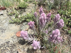 Castilleja schizotricha