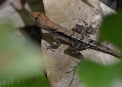 Anolis tropidonotus