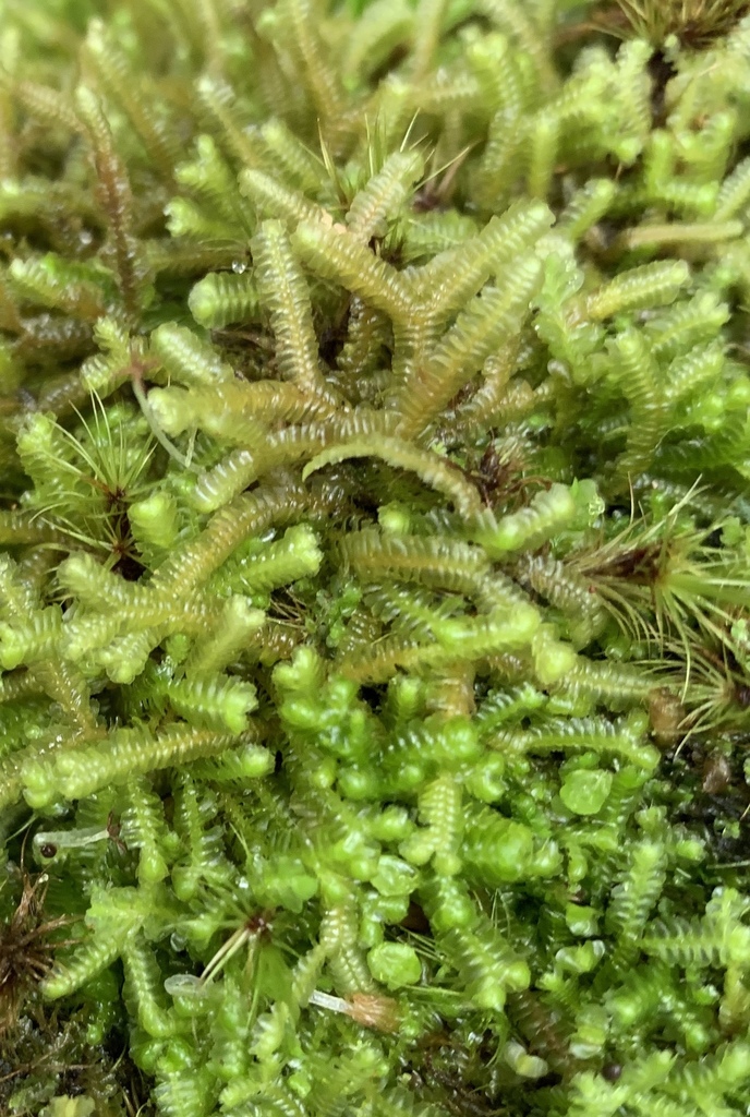 Bazzania decrescens