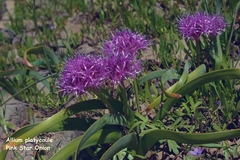 Allium platycaule