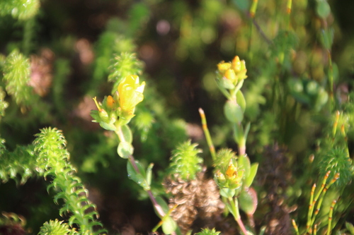 Image of Linum aethiopicum by no rights reserved