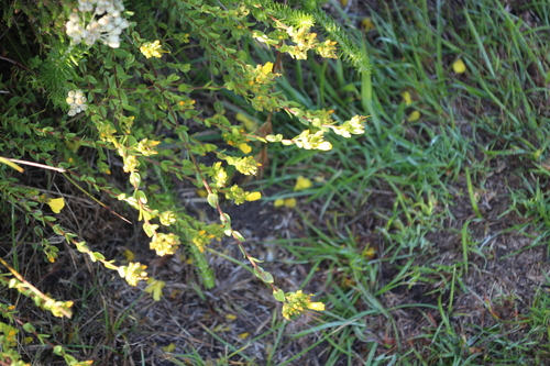 Image of Linum aethiopicum by no rights reserved