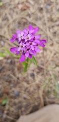 Iberis