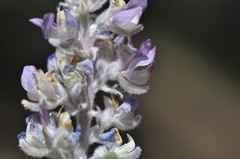 Lupinus leucophyllus