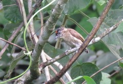 Picumnus olivaceus