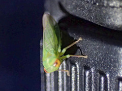 Rosopaella leurensis