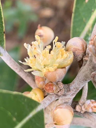 Image of Litsea japonica by (c) Daniel J. Layton, some rights reserved (CC BY)