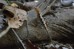 Anolis tropidonotus