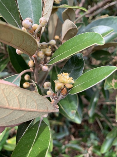 Image of Litsea japonica by (c) Daniel J. Layton, some rights reserved (CC BY)