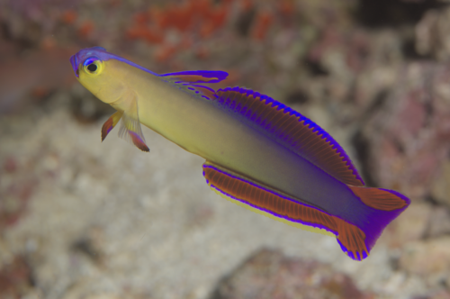 Sier-vuurvis (Nemateleotris decora) — Microdesmidae — 2