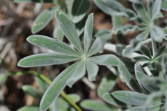 Lupinus leucophyllus
