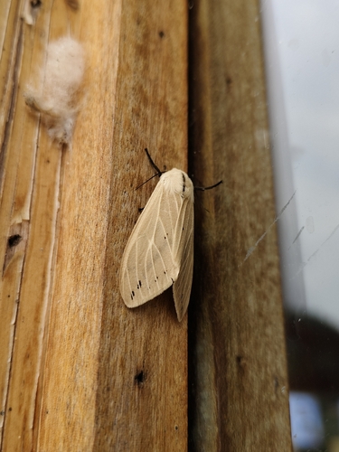 Spilarctia bisecta