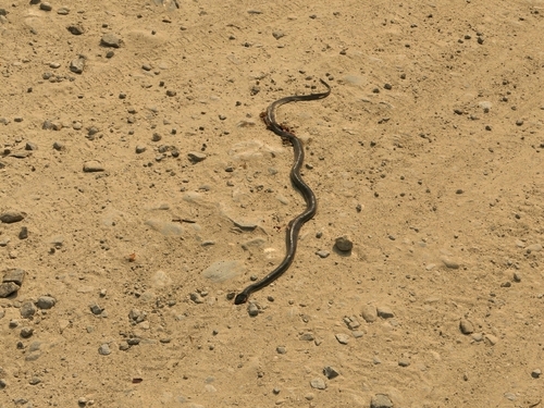 Greater Black Krait